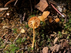  ( - HAY-F-006661)  @11 [ ] by-nc (2023) Dean Lyons Fungal Diversity Survey