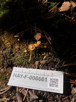  ( - HAY-F-006661)  @11 [ ] by-nc (2023) Dean Lyons Fungal Diversity Survey