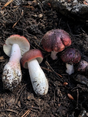  ( - HAY-F-006604)  @11 [ ] by-nc (2023) Dean Lyons Fungal Diversity Survey