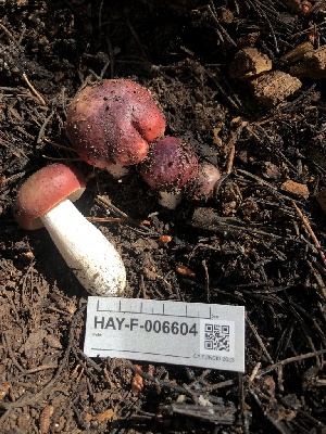  ( - HAY-F-006604)  @11 [ ] by-nc (2023) Dean Lyons Fungal Diversity Survey