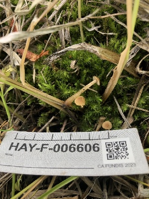  ( - HAY-F-006606)  @11 [ ] by-nc (2023) Dean Lyons Fungal Diversity Survey