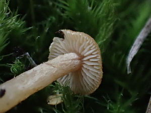  ( - HAY-F-006606)  @11 [ ] by-nc (2023) Dean Lyons Fungal Diversity Survey
