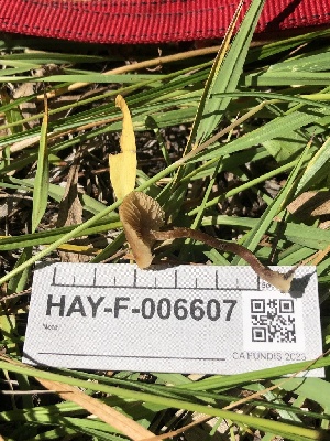  ( - HAY-F-006607)  @11 [ ] by-nc (2023) Dean Lyons Fungal Diversity Survey