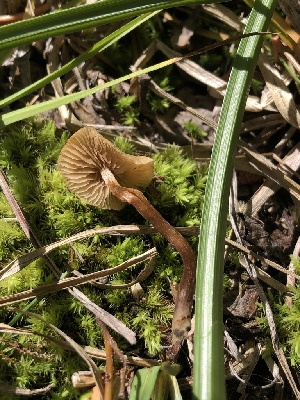  ( - HAY-F-006607)  @11 [ ] by-nc (2023) Dean Lyons Fungal Diversity Survey