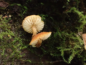 ( - HAY-F-006610)  @11 [ ] by-nc (2023) Dean Lyons Fungal Diversity Survey
