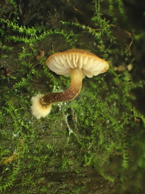  ( - HAY-F-006610)  @11 [ ] by-nc (2023) Dean Lyons Fungal Diversity Survey