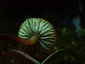  (Flammulaster sp. limulatus-PNW01 - HAY-F-006610)  @11 [ ] by-nc (2023) Dean Lyons Fungal Diversity Survey