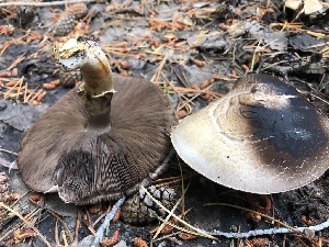  (Agaricus sp. CA13 - HAY-F-006617)  @11 [ ] by-nc (2023) Dean Lyons Fungal Diversity Survey