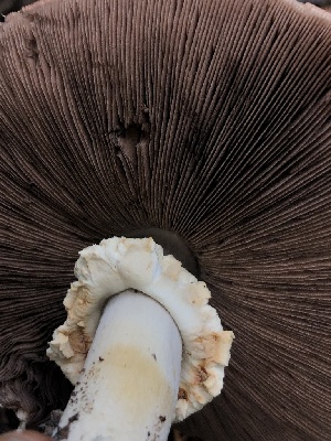  ( - HAY-F-006617)  @11 [ ] by-nc (2023) Dean Lyons Fungal Diversity Survey