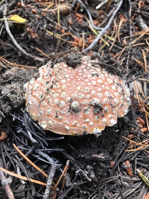  ( - HAY-F-006622)  @11 [ ] by-nc (2023) Dean Lyons Fungal Diversity Survey