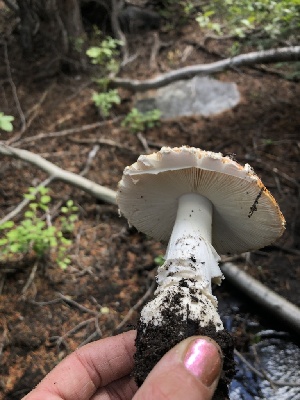  ( - HAY-F-006622)  @11 [ ] by-nc (2023) Dean Lyons Fungal Diversity Survey
