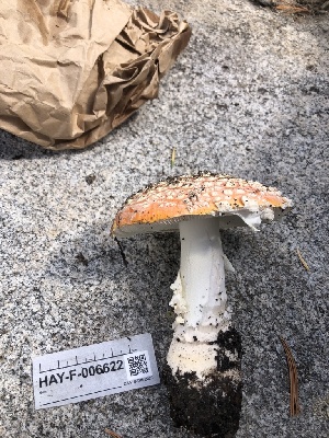  ( - HAY-F-006622)  @11 [ ] by-nc (2023) Dean Lyons Fungal Diversity Survey