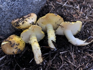  ( - HAY-F-006656)  @11 [ ] by-nc (2023) Dean Lyons Fungal Diversity Survey