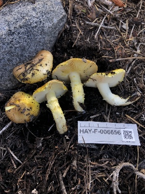  ( - HAY-F-006656)  @11 [ ] by-nc (2023) Dean Lyons Fungal Diversity Survey