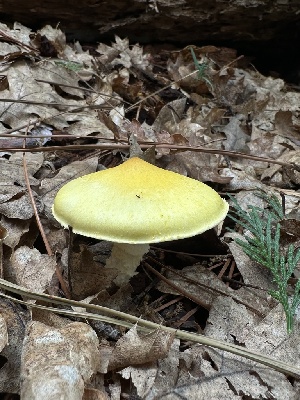  ( - HAY-F-005743)  @11 [ ] c (2023) Rudy Diaz Fungal Diversity Survey