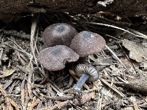  (Entoloma sp. CA65 - HAY-F-005750)  @11 [ ] c (2023) Rudy Diaz Fungal Diversity Survey
