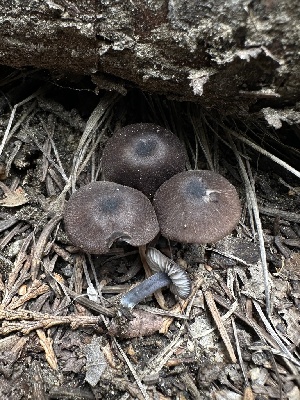  ( - HAY-F-005750)  @11 [ ] c (2023) Rudy Diaz Fungal Diversity Survey