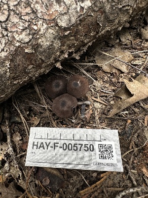 ( - HAY-F-005750)  @11 [ ] c (2023) Rudy Diaz Fungal Diversity Survey