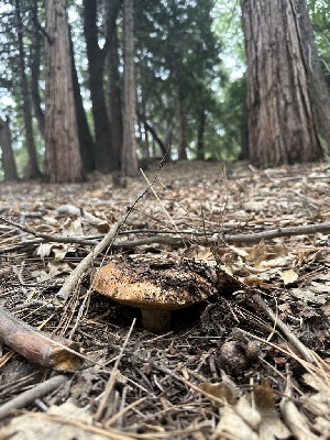  ( - HAY-F-005740)  @11 [ ] c (2023) Rudy Diaz Fungal Diversity Survey