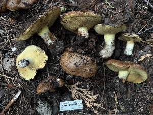  ( - HAY-F-005740)  @11 [ ] c (2023) Rudy Diaz Fungal Diversity Survey