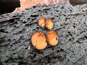  ( - HAY-F-005745)  @11 [ ] c (2023) Rudy Diaz Fungal Diversity Survey