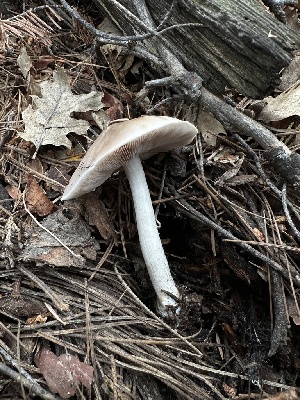  ( - HAY-F-005746)  @11 [ ] c (2023) Rudy Diaz Fungal Diversity Survey