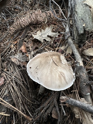  ( - HAY-F-005746)  @11 [ ] c (2023) Rudy Diaz Fungal Diversity Survey
