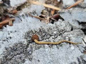 (Flammulaster erinaceellus - HAY-F-006369)  @11 [ ] by (2023) Mandy Hackney Fungal Diversity Survey