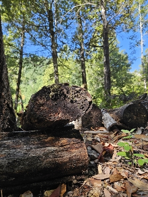  ( - HAY-F-006369)  @11 [ ] by (2023) Mandy Hackney Fungal Diversity Survey