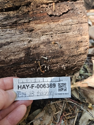  ( - HAY-F-006369)  @11 [ ] by (2023) Mandy Hackney Fungal Diversity Survey