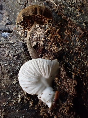  ( - HAY-F-006341)  @11 [ ] by (2023) Mandy Hackney Fungal Diversity Survey