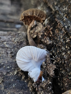  (Hypomyces sp. CA03 - HAY-F-006341)  @11 [ ] by (2023) Mandy Hackney Fungal Diversity Survey