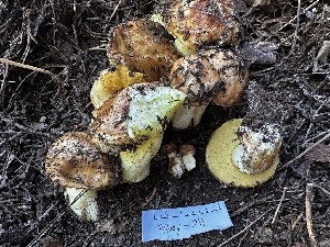  ( - HAY-F-005467)  @11 [ ] by-nc (2023) Aaron Tupac Fungal Diversity Survey