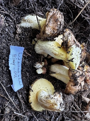  ( - HAY-F-005467)  @11 [ ] by-nc (2023) Aaron Tupac Fungal Diversity Survey