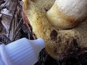  ( - HAY-F-005467)  @11 [ ] by-nc (2023) Aaron Tupac Fungal Diversity Survey
