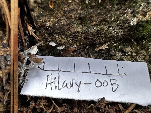  ( - HAY-F-005464)  @11 [ ] by-nc (2023) Aaron Tupac Fungal Diversity Survey