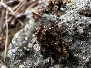  ( - HAY-F-005464)  @11 [ ] by-nc (2023) Aaron Tupac Fungal Diversity Survey