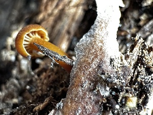 ( - HAY-F-005463)  @11 [ ] by-nc (2023) Aaron Tupac Fungal Diversity Survey