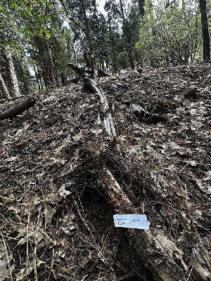  ( - HAY-F-005463)  @11 [ ] by-nc (2023) Aaron Tupac Fungal Diversity Survey