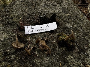  ( - HAY-F-005462)  @11 [ ] by-nc (2023) Aaron Tupac Fungal Diversity Survey