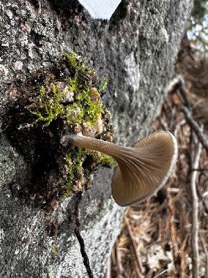  ( - HAY-F-005462)  @11 [ ] by-nc (2023) Aaron Tupac Fungal Diversity Survey