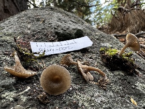  ( - HAY-F-005462)  @11 [ ] by-nc (2023) Aaron Tupac Fungal Diversity Survey