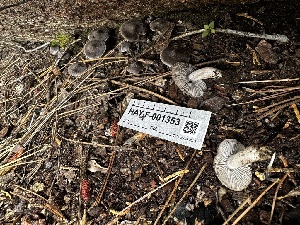  ( - HAY-F-001353)  @11 [ ] by-nc (2023) Aaron Tupac Fungal Diversity Survey