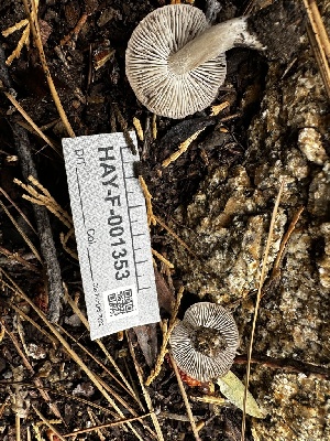  ( - HAY-F-001353)  @11 [ ] by-nc (2023) Aaron Tupac Fungal Diversity Survey