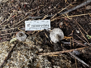  ( - HAY-F-001353)  @11 [ ] by-nc (2023) Aaron Tupac Fungal Diversity Survey