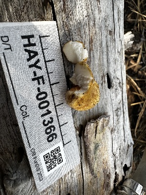  (Rhizopogon brunsii - HAY-F-001366)  @11 [ ] by-nc (2023) Aaron Tupac Fungal Diversity Survey