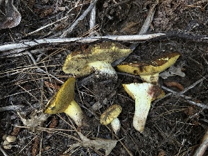  ( - HAY-F-005617)  @11 [ ] c (2023) Rudy Diaz Fungal Diversity Survey