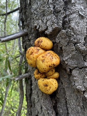  ( - HAY-F-005621)  @11 [ ] c (2023) Rudy Diaz Fungal Diversity Survey