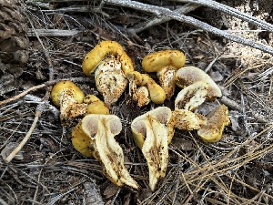  (Pholiota sp. aurivella-limonella - HAY-F-005621)  @11 [ ] c (2023) Rudy Diaz Fungal Diversity Survey