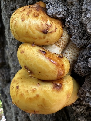  ( - HAY-F-005621)  @11 [ ] c (2023) Rudy Diaz Fungal Diversity Survey